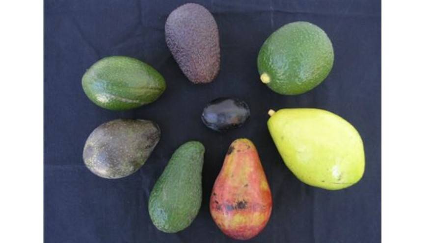 variedades aguacate|aguacate libro cultivo poscosecha procesado